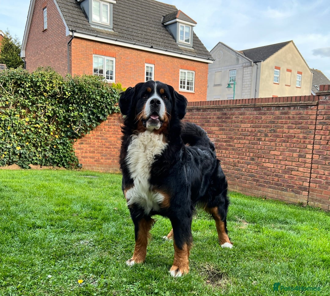 Bernese Mountain Dog dogs for sale: Stunning Pedigree Bernese Mountain Puppies - Advert 17