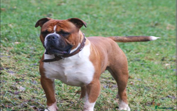 Mixed Breed dogs for sale: Older English bulldog cross staffy - Image 9