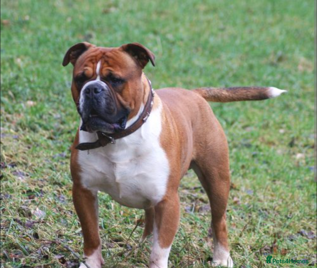 Mixed Breed dogs for sale: Older English bulldog cross staffy - Image 9