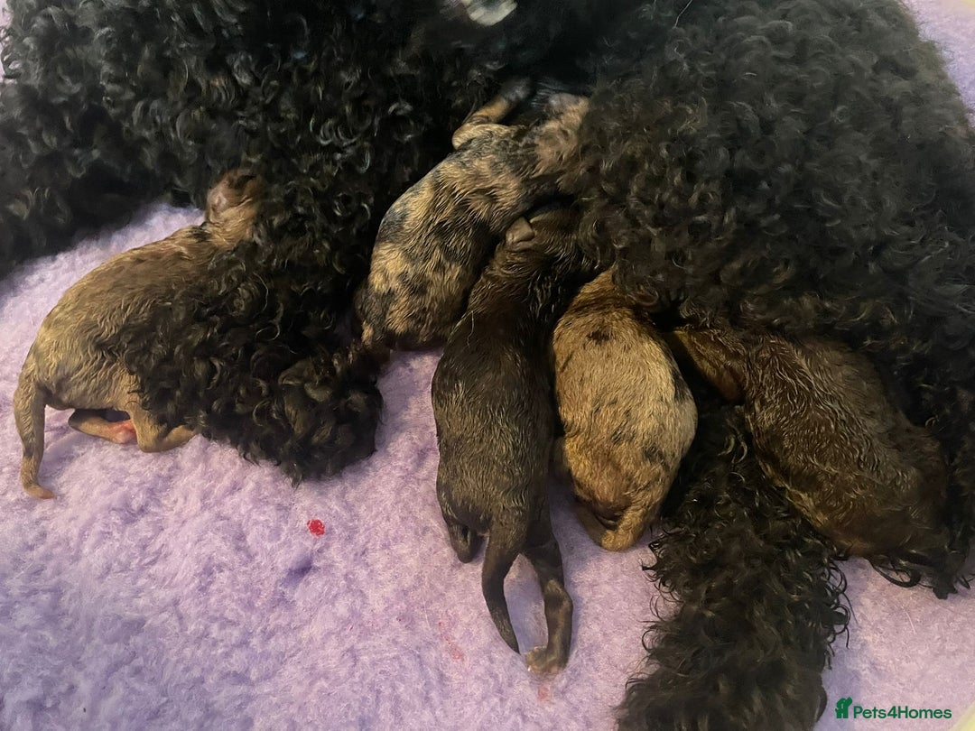 Miniature Poodle dogs for stud: Ralph-Chocolate Merle miniature poodle stud  - Image 13