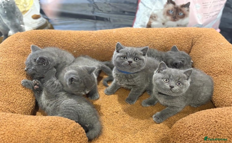 British Shorthair cats - Advert 10