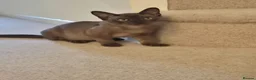 Burmese cats for sale: Adorable Brown Male Burmese Kitten - Advert 2