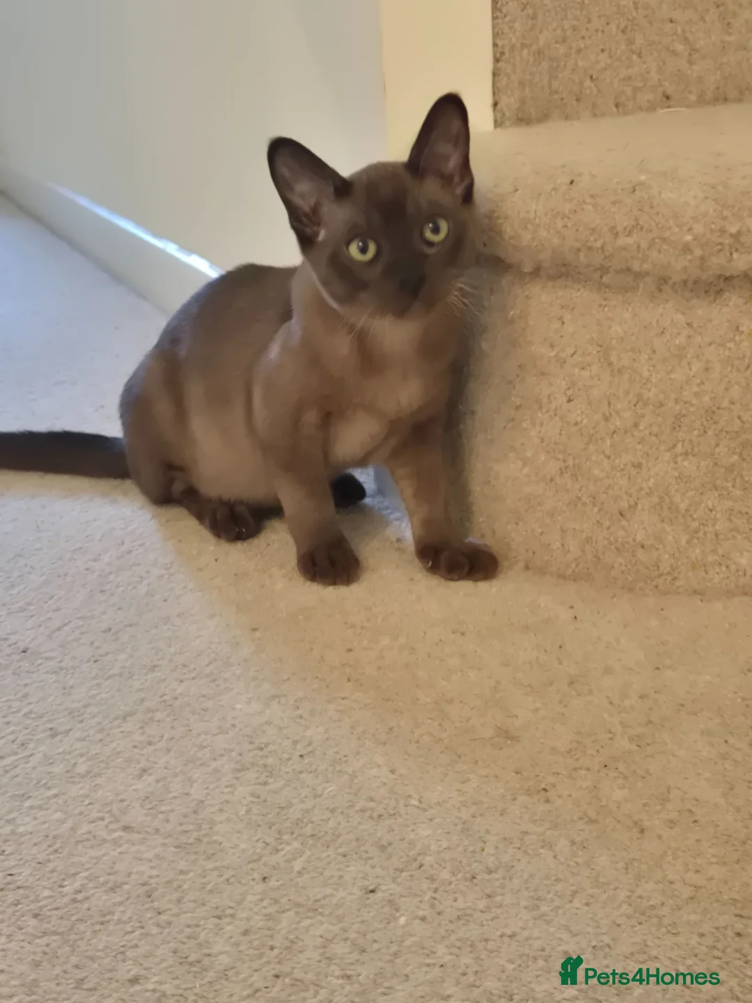 Burmese cats for sale: Adorable Brown Male Burmese Kitten - Advert 2