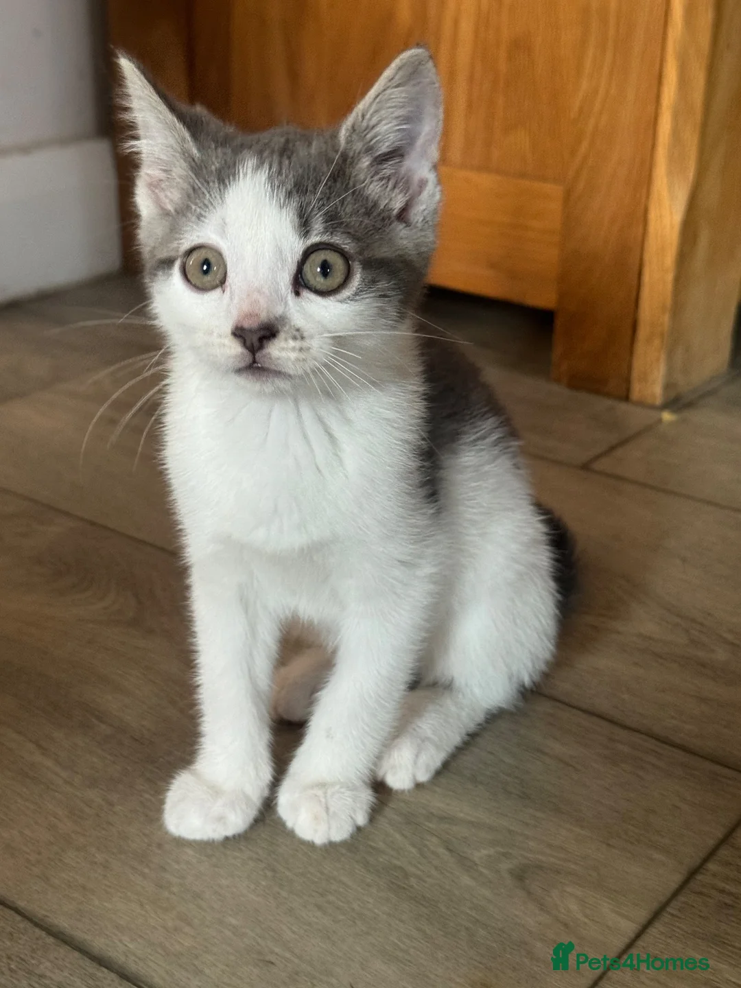 British Shorthair cats for sale: Beautiful kittens  in Tadworth - Advert 4