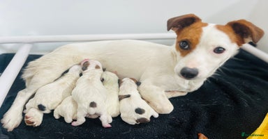 Jack Russell dogs - Advert 10
