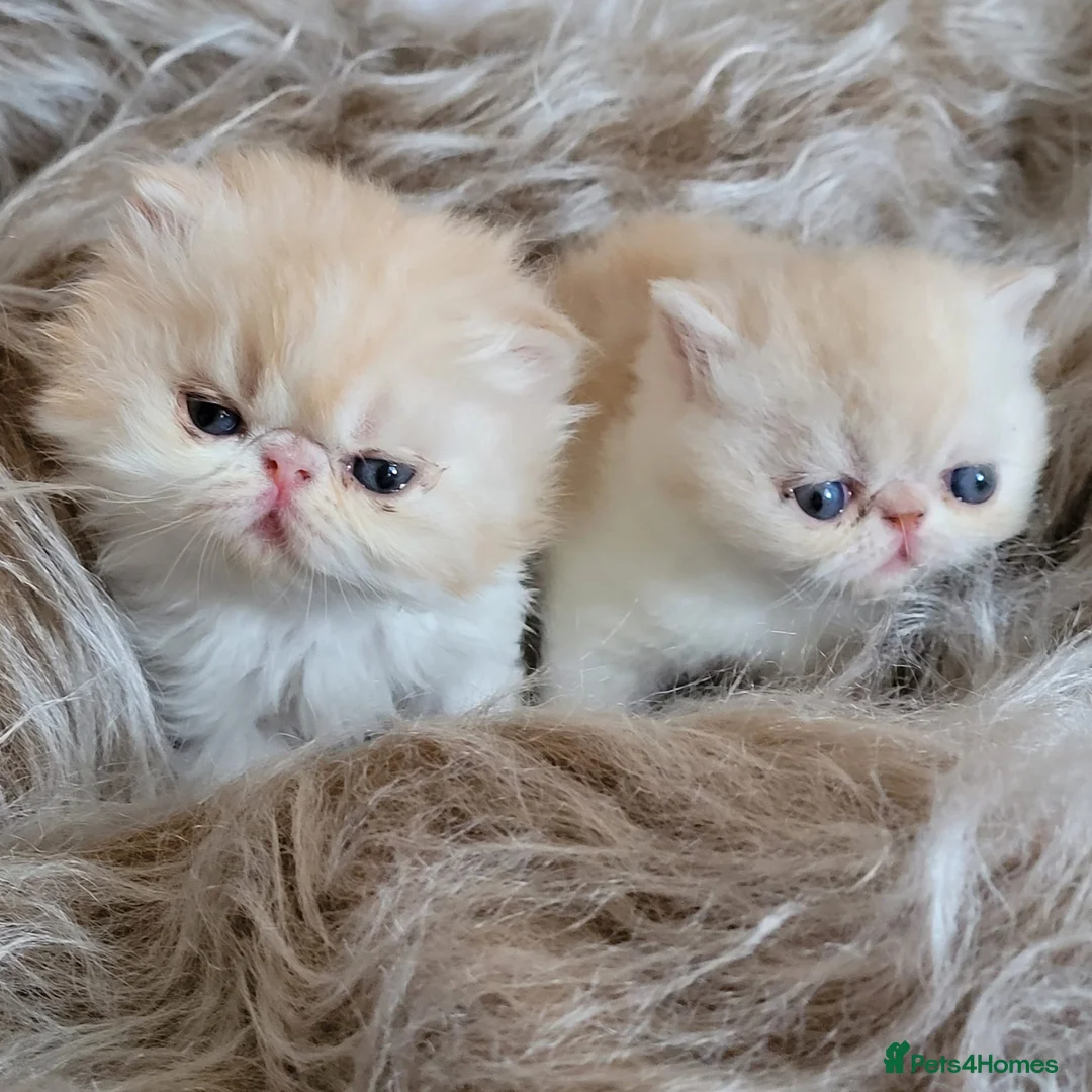 Exotic cats for stud: CREAM TABBY AND WHITE EXOTIC STUD in Barnsley - Advert 14