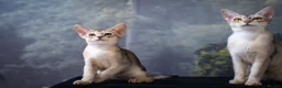 Abyssinian cats for sale: Pure Silver Abyssinian Champion Lines 🏆 Tica - Advert 8