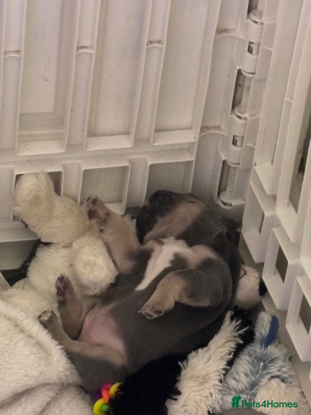 French Bulldog dogs for sale: Blue and tan baby girl  - Advert 4
