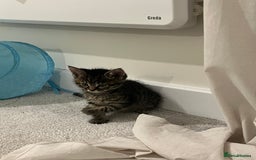 Domestic Shorthair cats for sale: Grey tabby - Image 3