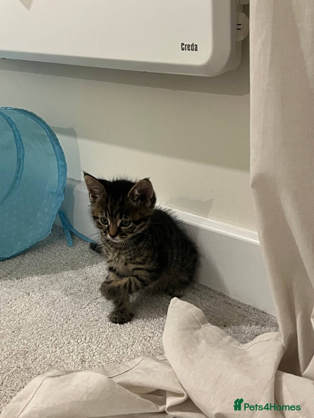Domestic Shorthair cats for sale: Grey tabby - Image 3