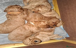 Cavapoo dogs for sale: Amazing Cavapoo's 🐶❤️ - Image 29