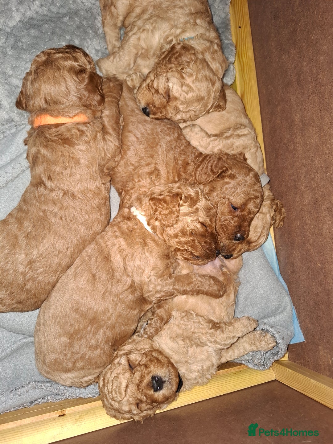 Cavapoo dogs for sale: Amazing Cavapoo's 🐶❤️ - Image 29