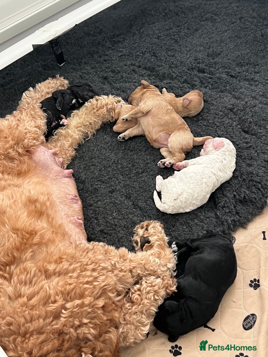 Cavapoo dogs for sale: F1B OUTSTANDING RARE RAINBOW 🌈 BABIES (Cavapoo)  - Image 17