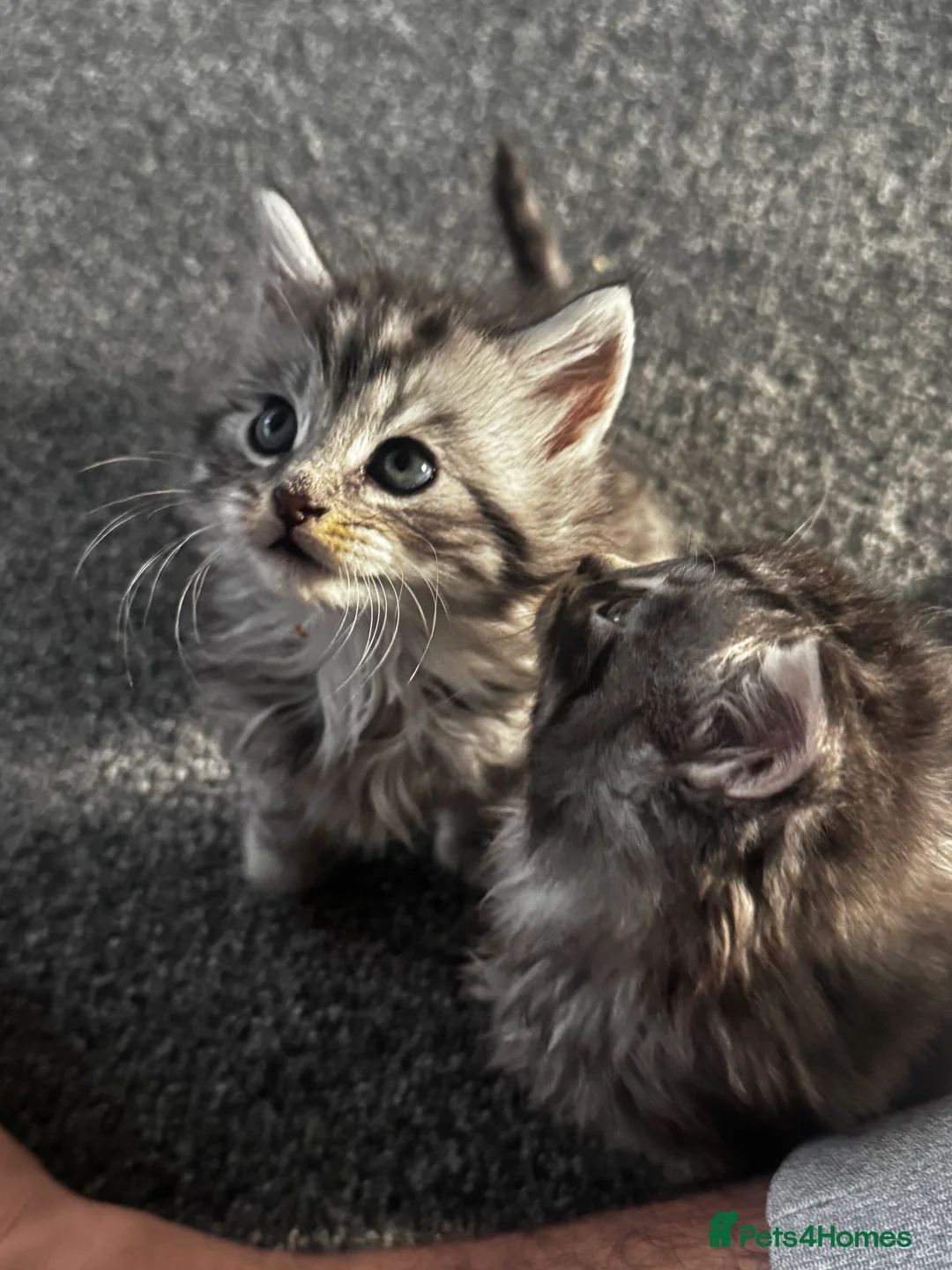 British Longhair cats for sale: Kittens - Advert 3