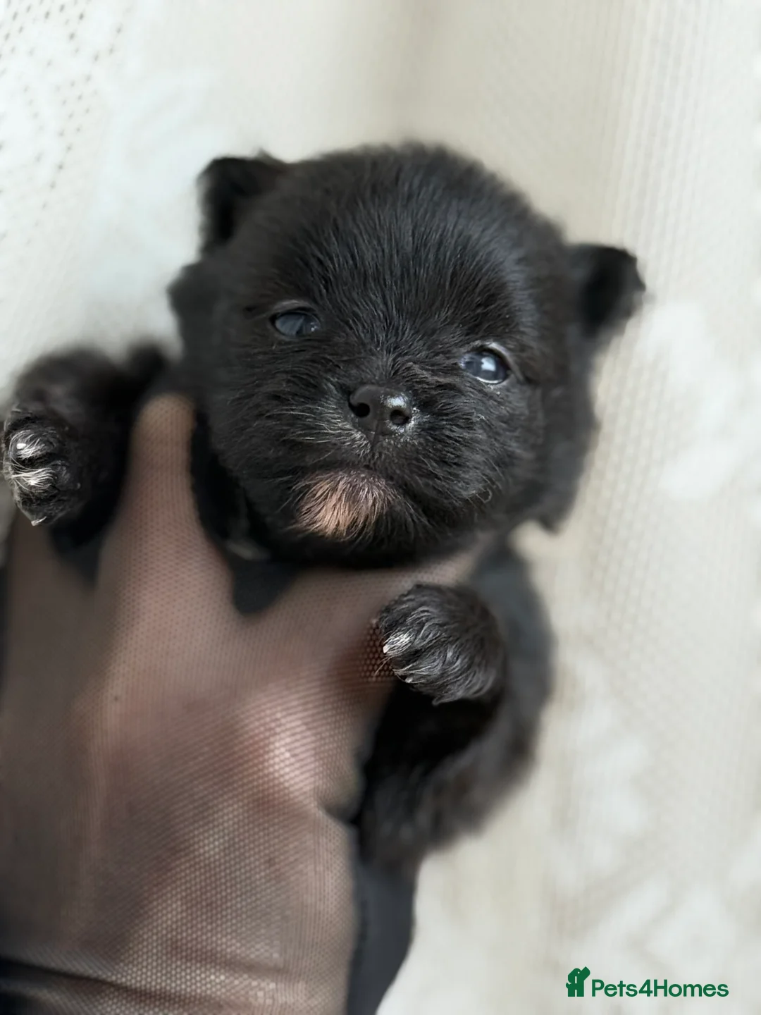 Pomeranian dogs for sale: Black and cream puppies - Advert 7