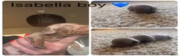 Miniature Dachshund dogs for sale: Beautiful Miniature Dachshunds  in Ballycastle - Advert 9