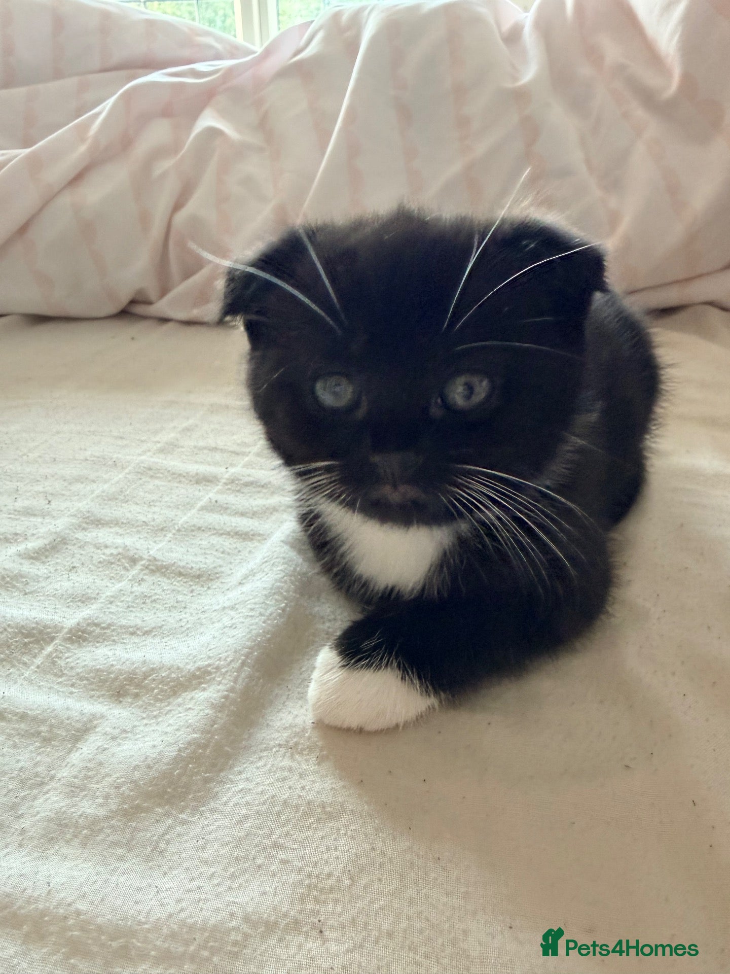 Scottish Fold cats 6 beautiful kitten  - Advert 13