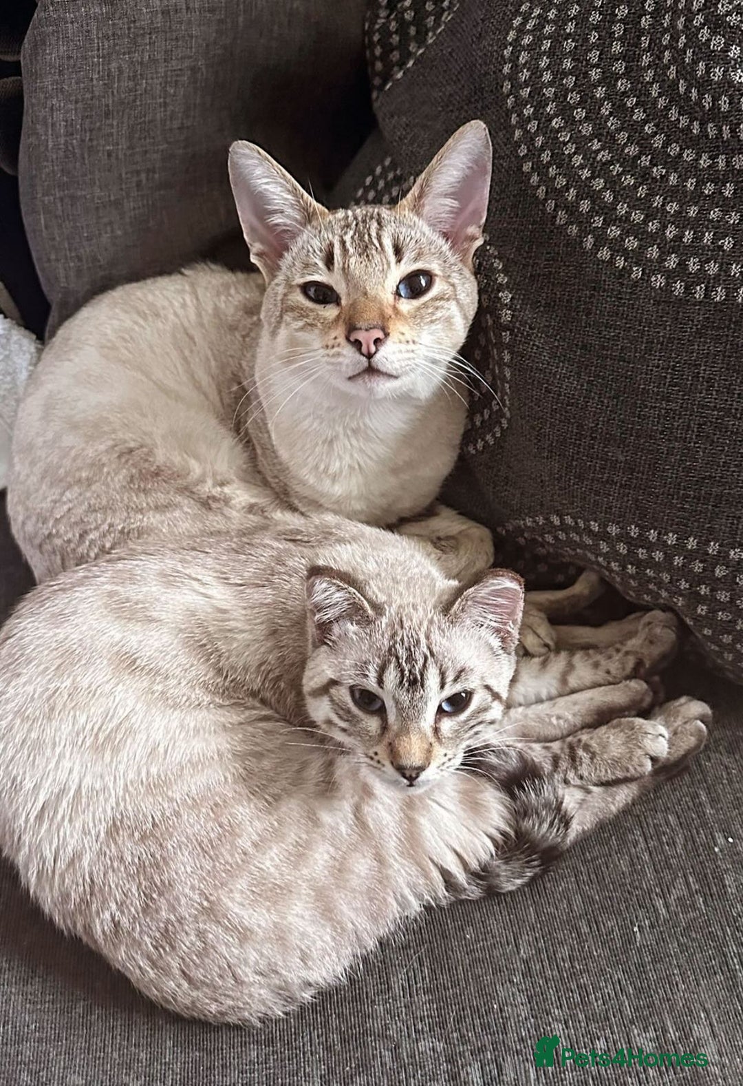 Bengal cats for sale: Blue Eyes Snow Lynx Bengal Kittens - Image 31