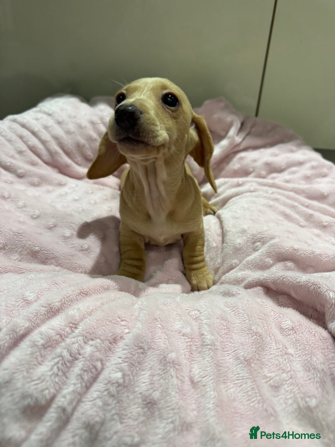 Miniature Dachshund dogs for sale: 🥰 3 cream smooth haired ready 6th November🥰  - Image 23