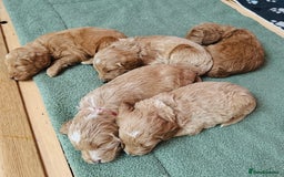 Double Doodle dogs for sale: Australian Goldendoodle puppies - Image 23