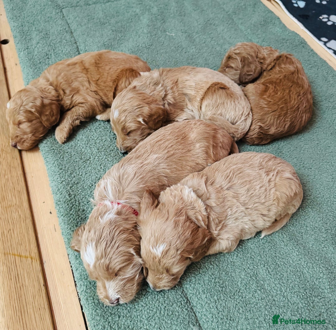 Double Doodle dogs for sale: Australian Goldendoodle puppies - Image 23