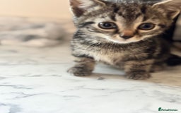 Mixed Breed cats for sale: Beautiful Kittens for sale  - Image 2