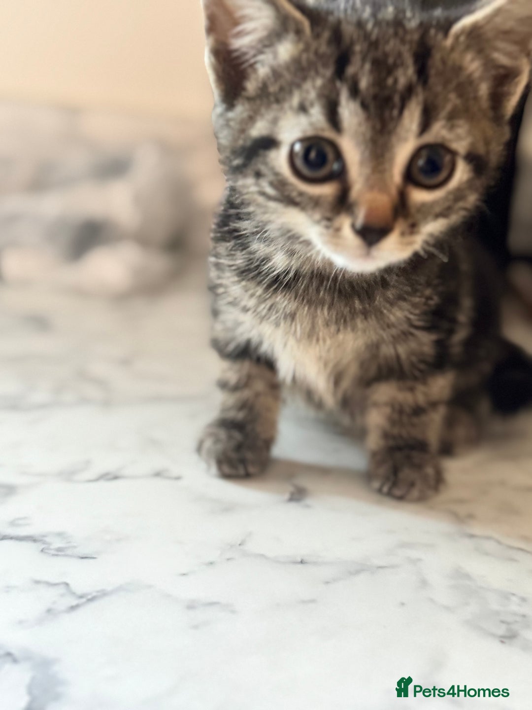 Mixed Breed cats for sale: Beautiful Kittens for sale  - Image 2