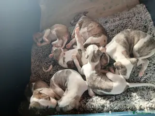 Whippet dogs KC registered pedigree whippet - Advert 1