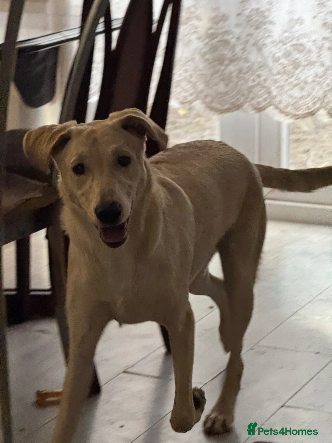 Labrador Retriever dogs for sale: Stunning 2yo Female Lab Retriever (Intact) 🐾 - Advert 5