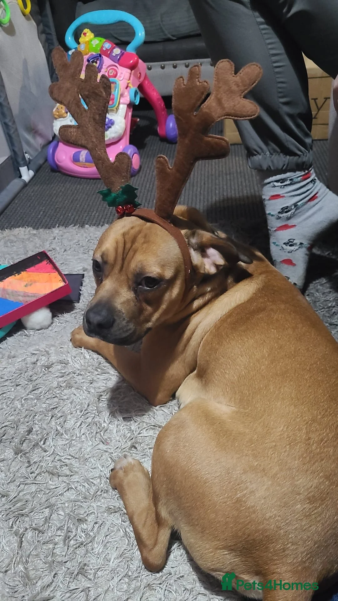 Mixed Breed dogs for sale: 2 year old bullmastif x staffy in Wednesbury - Advert 1