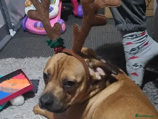 Mixed Breed dogs 2 year old bullmastif x staffy - Advert 2