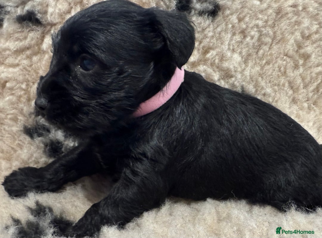 Miniature Schnauzer dogs for sale: Miniature schnauzers pups - Image 6