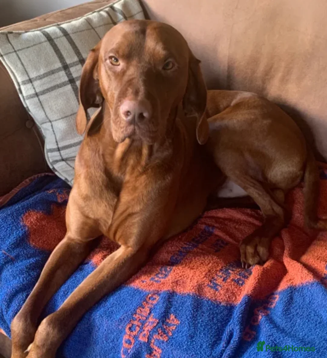 Hungarian Vizsla dogs for sale: Purpose bred champion grade import vizslas puppies - Advert 2
