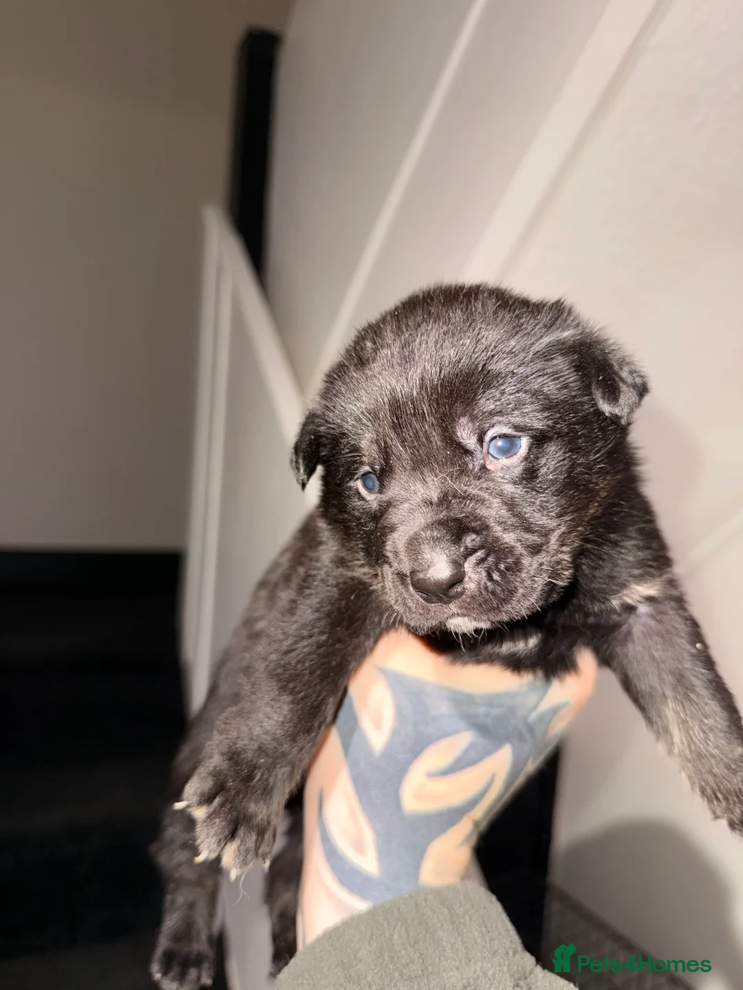 Mixed Breed dogs for sale: 3 girls 5 males puppies - Advert 2