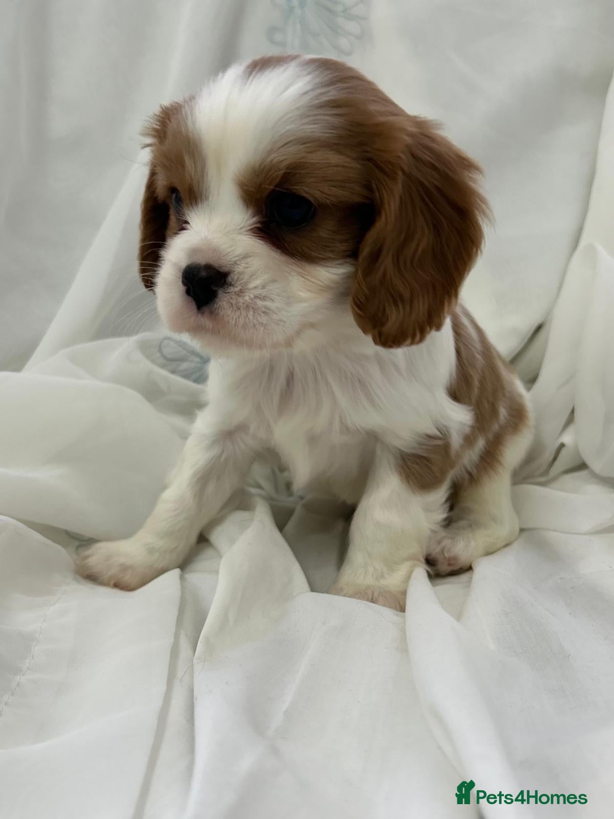 Cavalier King Charles Spaniel dogs for sale: King Charles cavaliers  - Advert 1