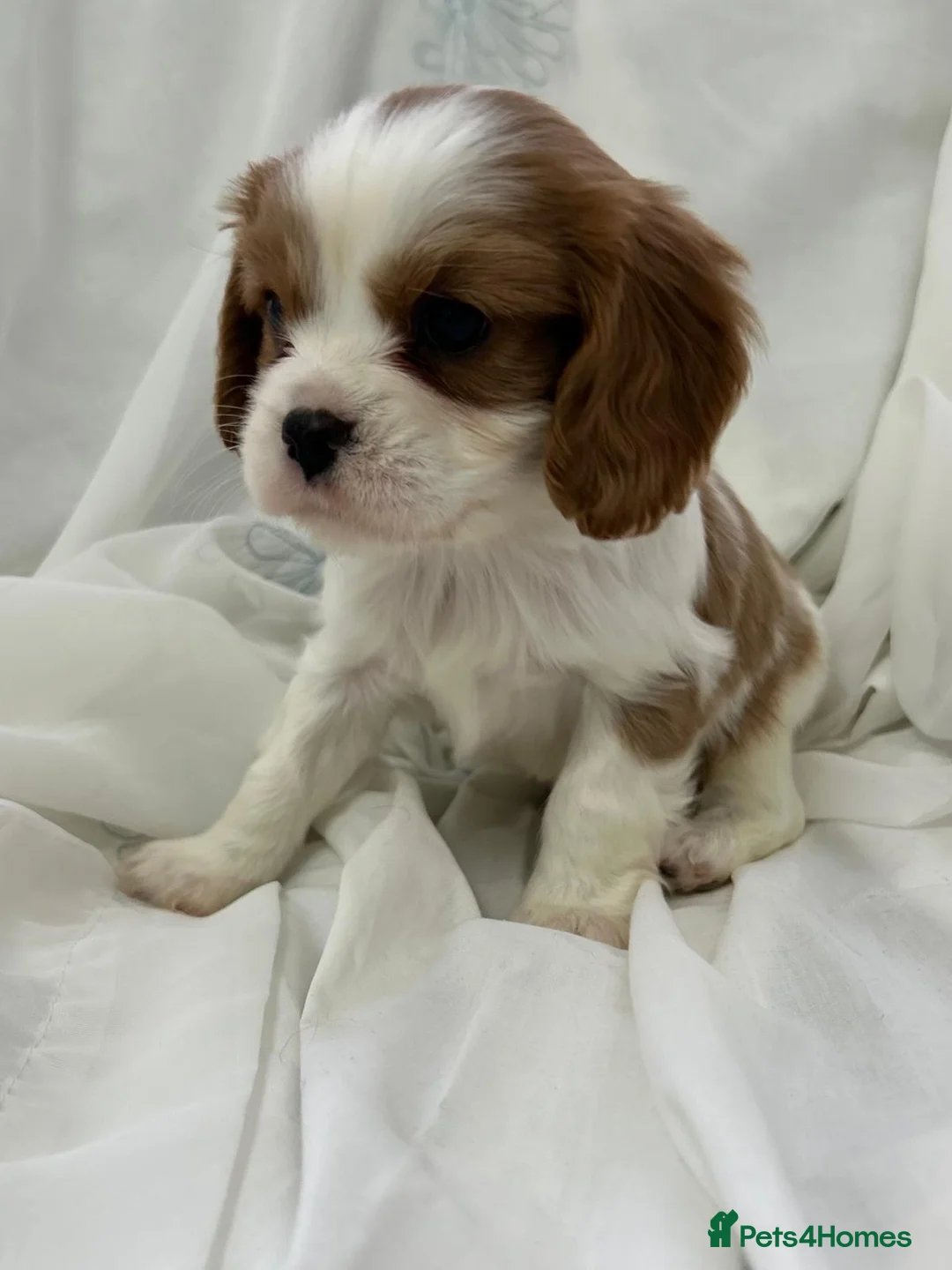 Cavalier King Charles Spaniel dogs for sale: Caviler king charles in Sunderland - Advert 2