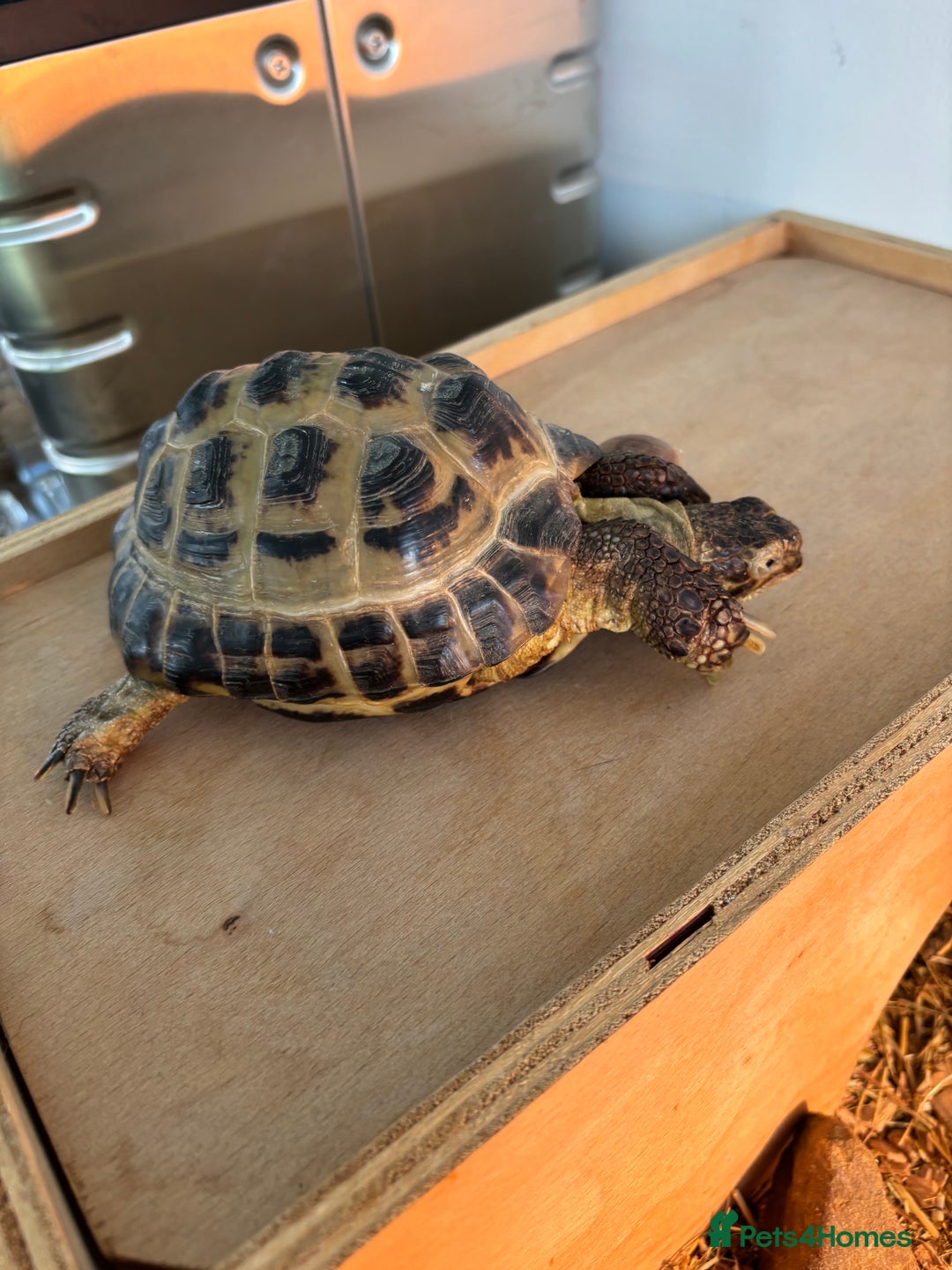 Hermann Tortoise reptiles for sale: Tortoise with table and lamp - Image 8