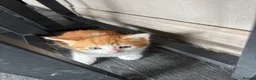 Mixed Breed cats for sale: Adorable kittens - Advert 18