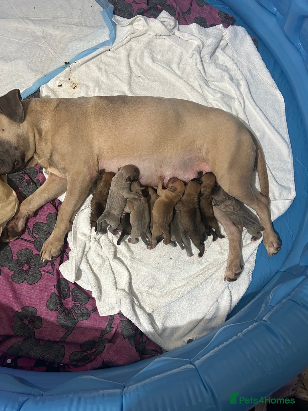 Mixed Breed dogs for sale: French bulldog mix - Image 6