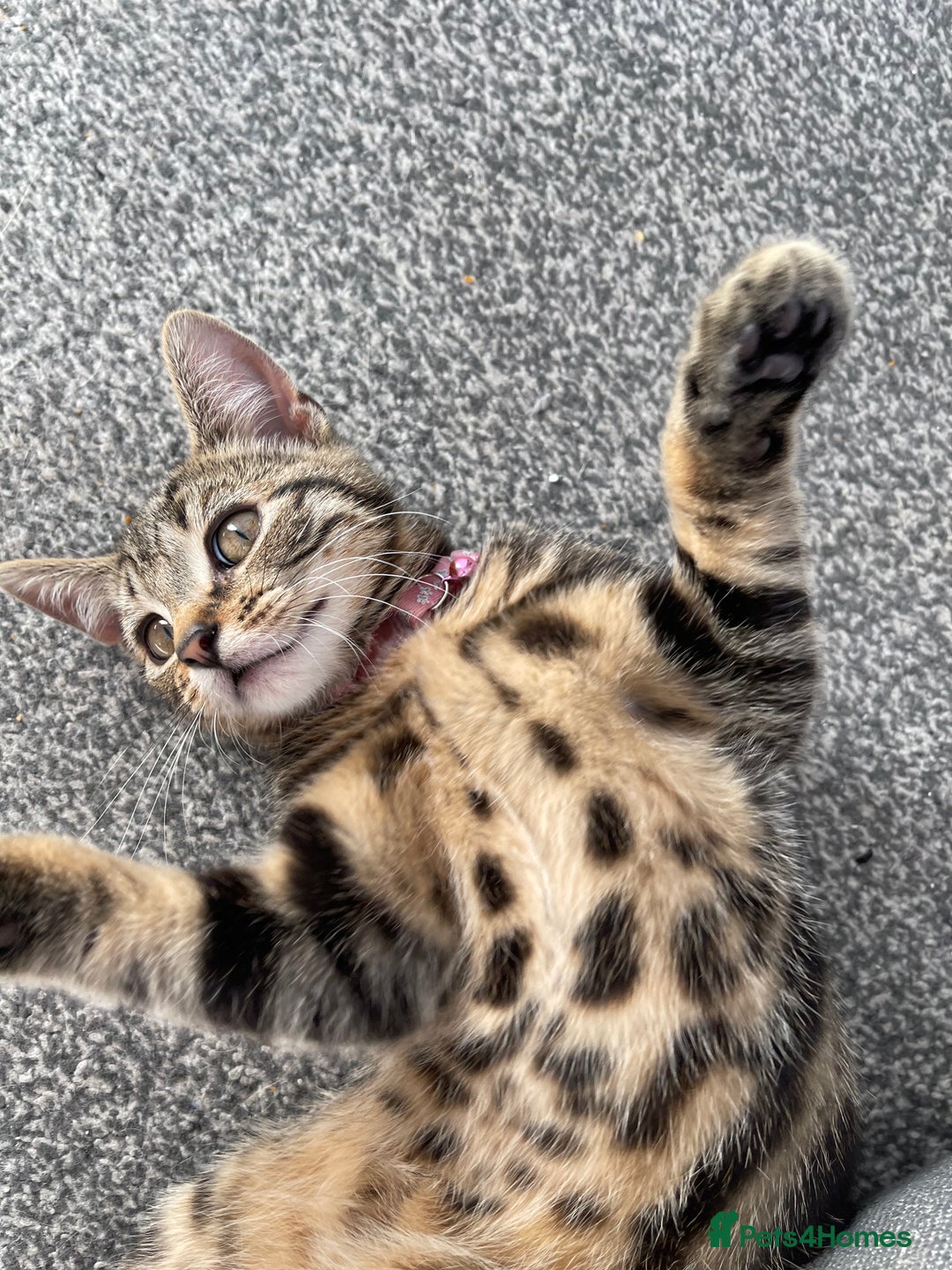 Mixed Breed cats for sale: Beautiful 3 Year Old Cat🐾🤍 - Advert 4