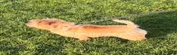 Norfolk Terrier dogs for sale: Lovely sweet boy - Advert 6
