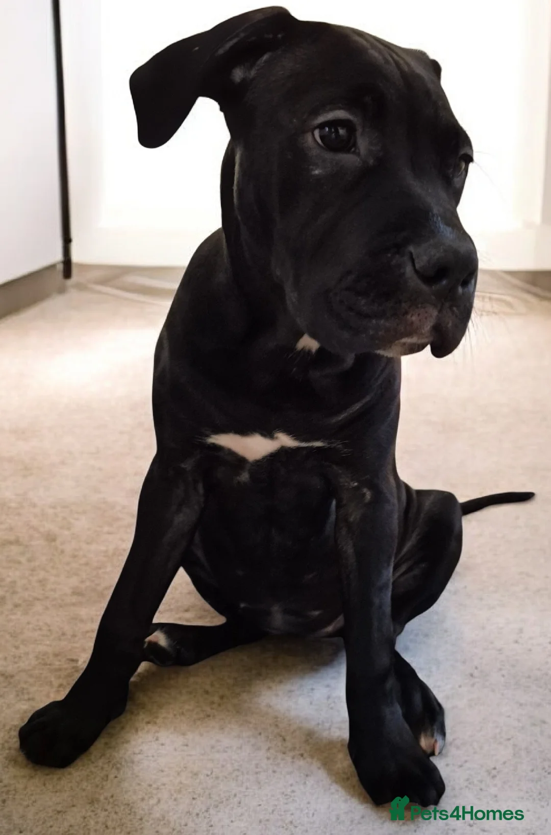 Mixed Breed dogs for sale: Bullmastiff Cross Puppies  - Advert 15