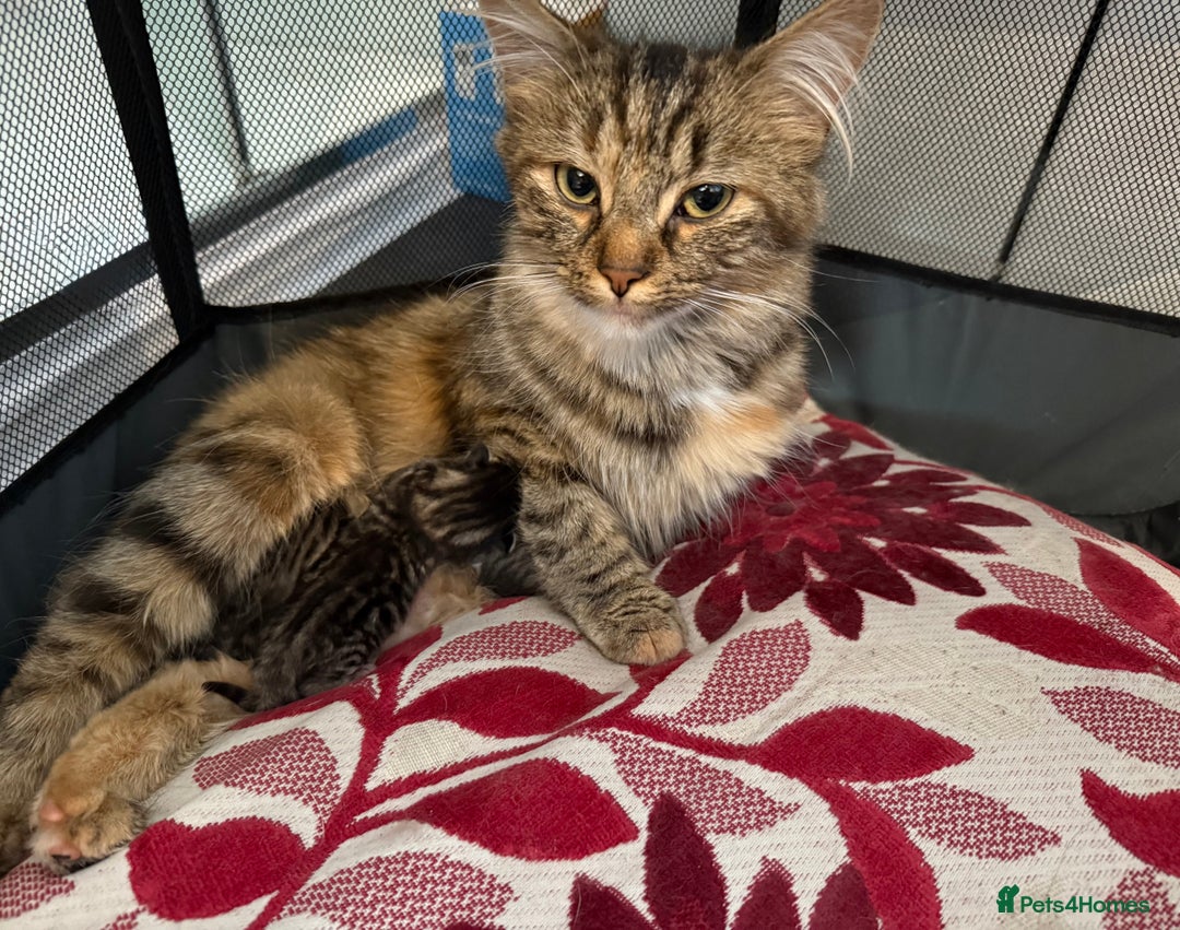 British Longhair cats for sale: Beautiful kittens by our stunning British longhair - Image 23