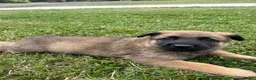 German Shepherd dogs for sale: German Shepard pups  in Lancaster - Advert 3