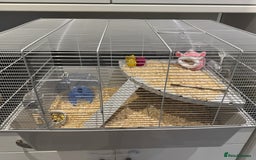 Hamster rodents for sale: Syrian hamster  - Image 10