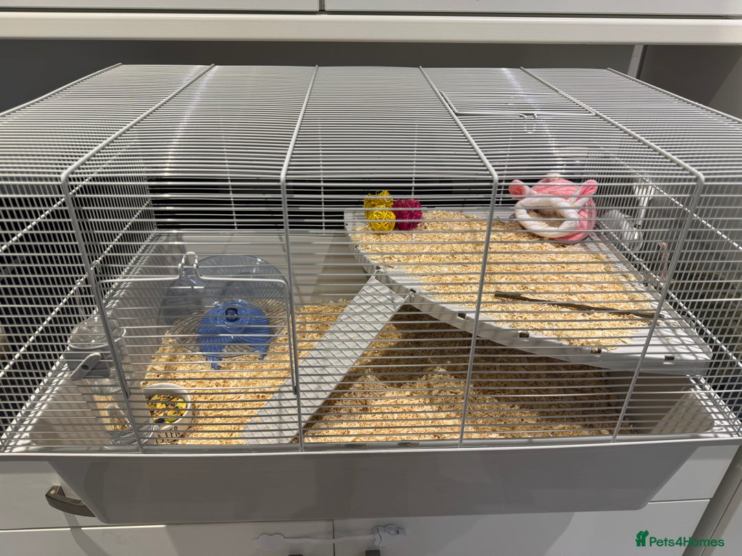 Hamster rodents for sale: Syrian hamster  - Image 10