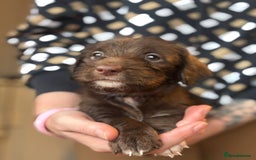 Doxiepoo dogs for sale: Merle & Solid Colour Doxiepoos - Image 4