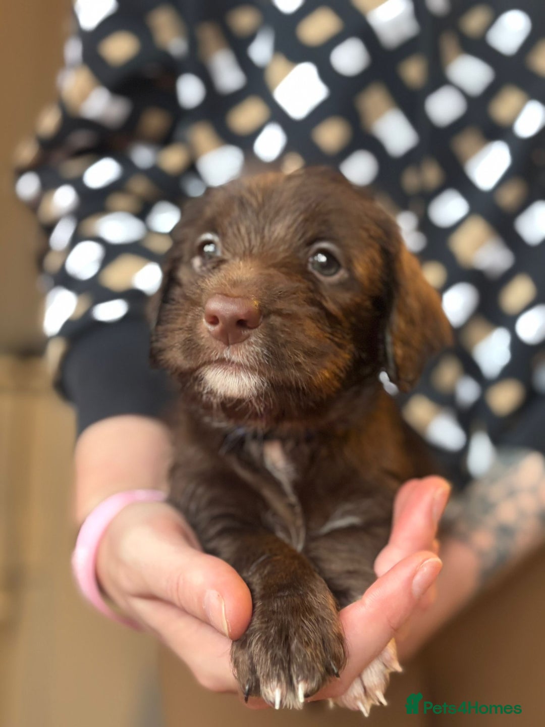 Doxiepoo dogs for sale: Merle & Solid Colour Doxiepoos - Image 4