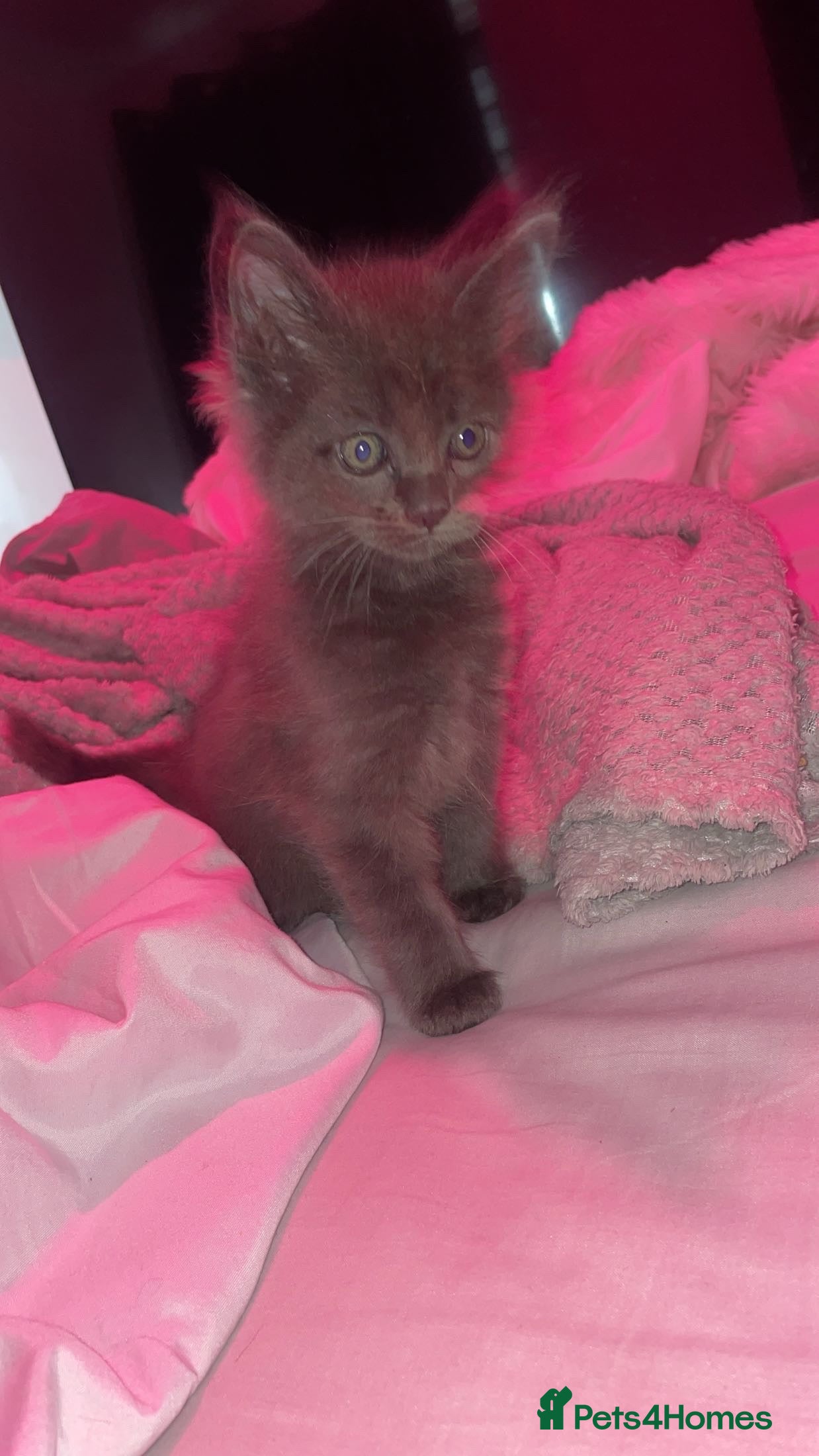 Mixed Breed cats Ragdoll/Mainecoon - Advert 1