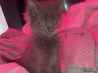 Mixed Breed cats Ragdoll/Mainecoon - Advert 1